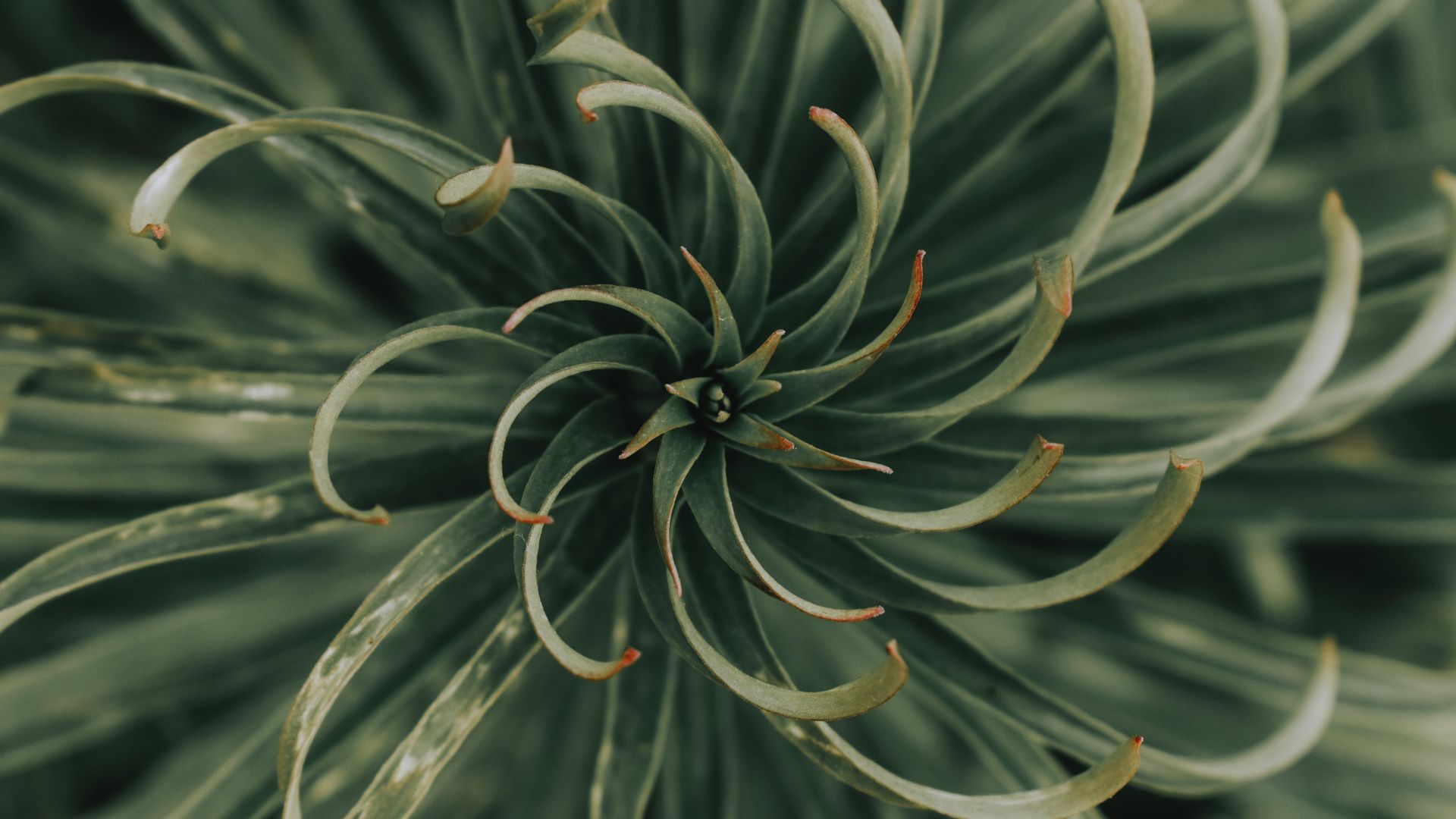 Close-up botanical spiral in deep green tones
